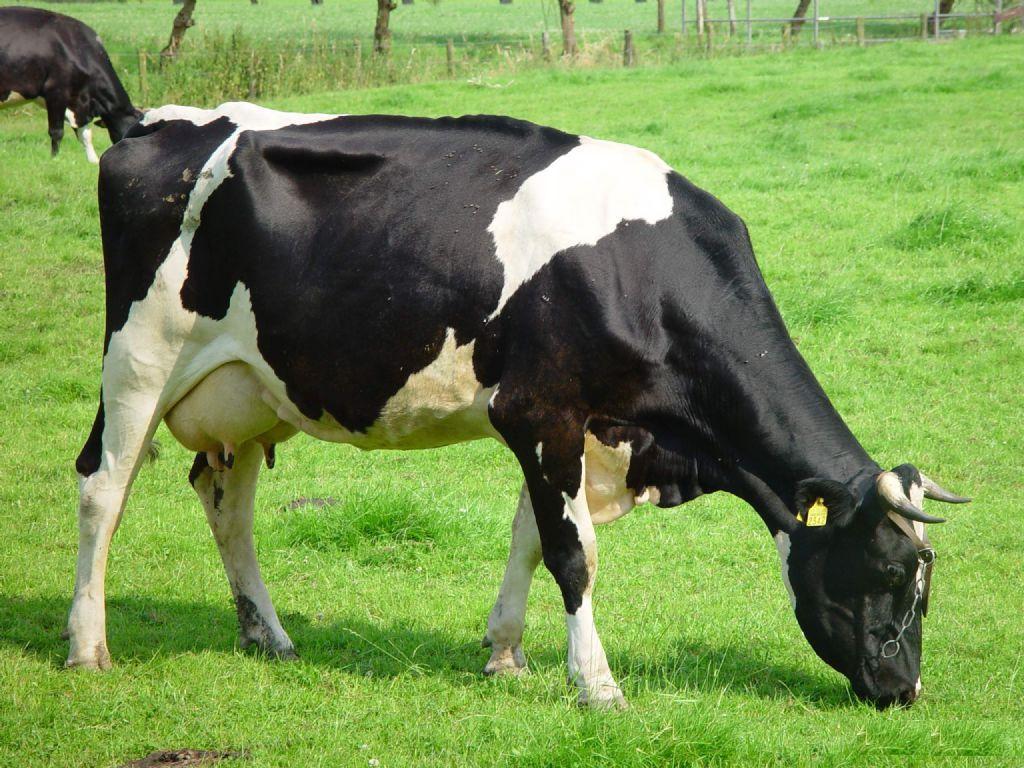 荷斯坦犊牛图片