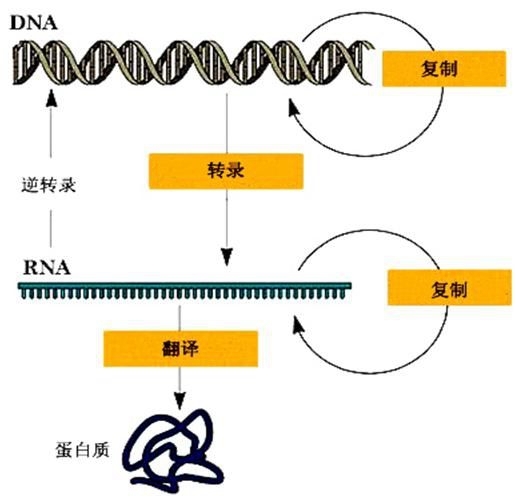 反转录 (其他生物相关)