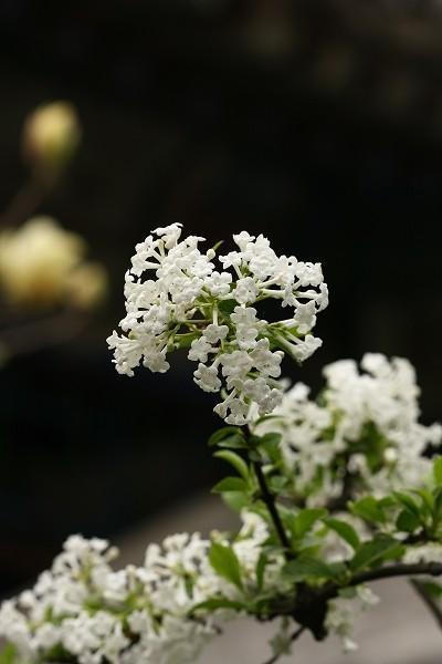 香荚蒾花语图片