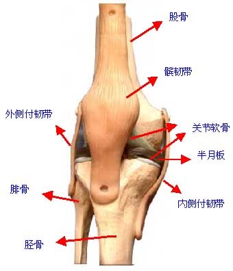 大腿拉伤示意图图片