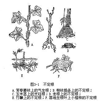 不定根(植物)_技点百科