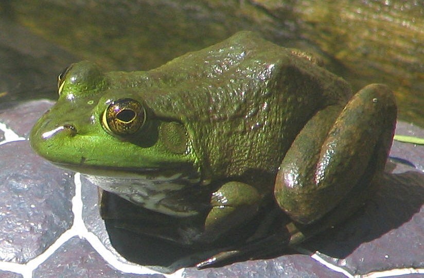沼泽绿牛蛙图片