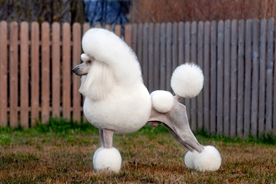 贵宾犬(动物)贵宾犬也称"贵妇犬",是一种非常聪明活泼且擅长跳跃的水