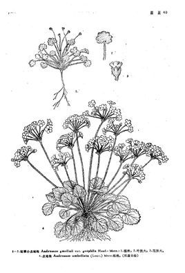 短葶小点地梅变种植物