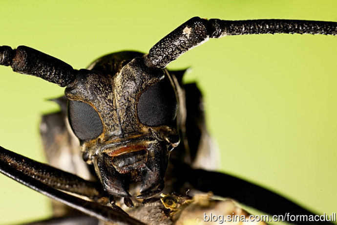 大头黑步甲虫生活图片图片