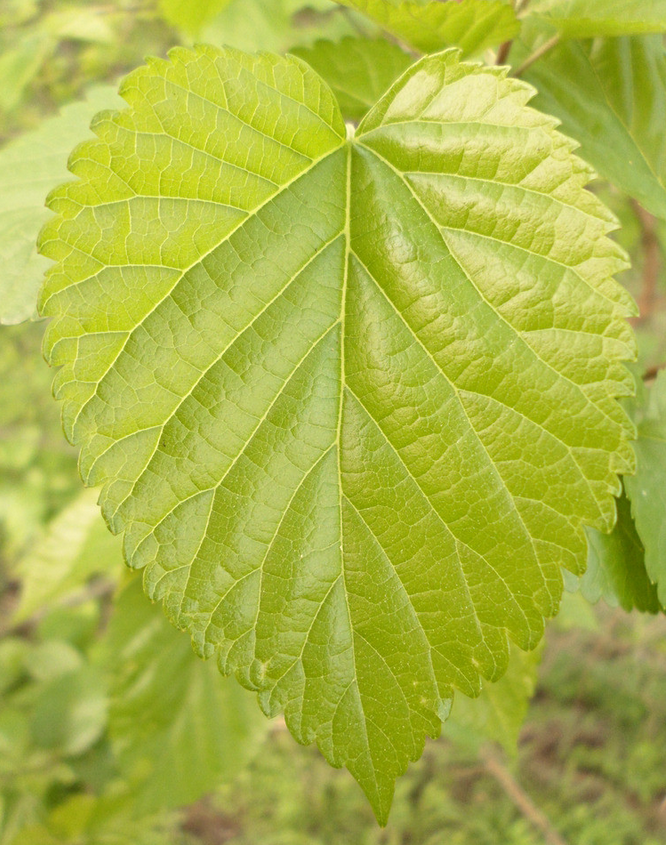 桑树叶植物