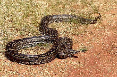 非洲巨蟒蛇图片