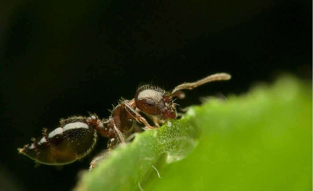 白颊无垫蜂(动物)雄体长9-11mm;头部黄斑多;胸部密被灰黄色毛.