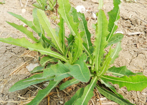 抱茎苦荬菜identiculata(houtt)stebb的嫩叶,又名苦荬,苦马菜