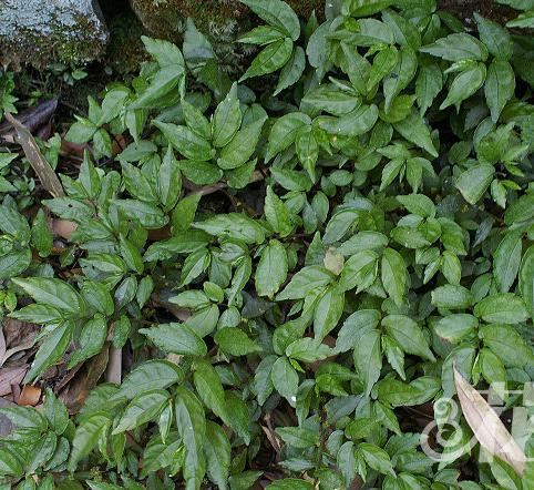 叶互生,二列,两侧不相等,狭侧向上,宽侧向下,边缘全缘或有齿,具三出脉