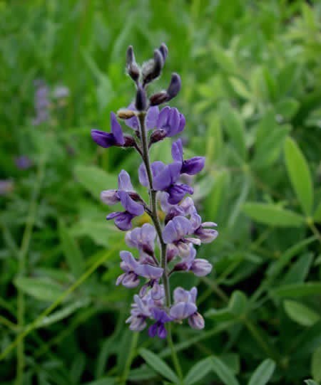 紫花补骨脂 (植物)