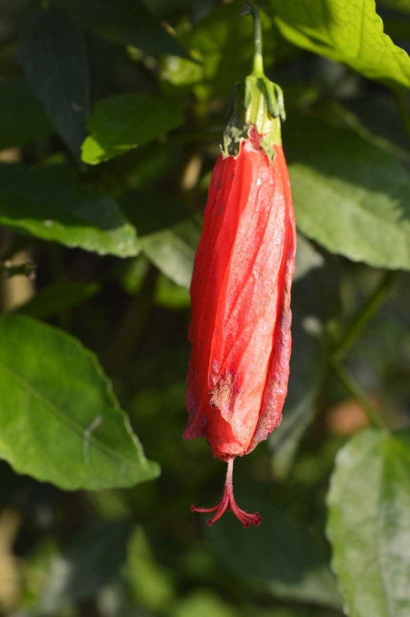 悬铃花(植物)悬铃花,(拉丁学名:malvaviscus arboreus cav.