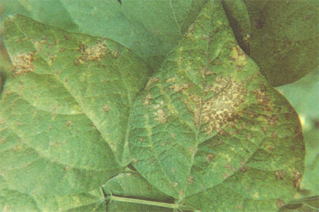 寄主范围很窄,多为豆科植物,自然寄主为菜豆phaseolusvulgaris,豇豆