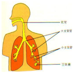 痰鸣音是什么声音 360搜索