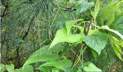 南木香 (其他人物相关)