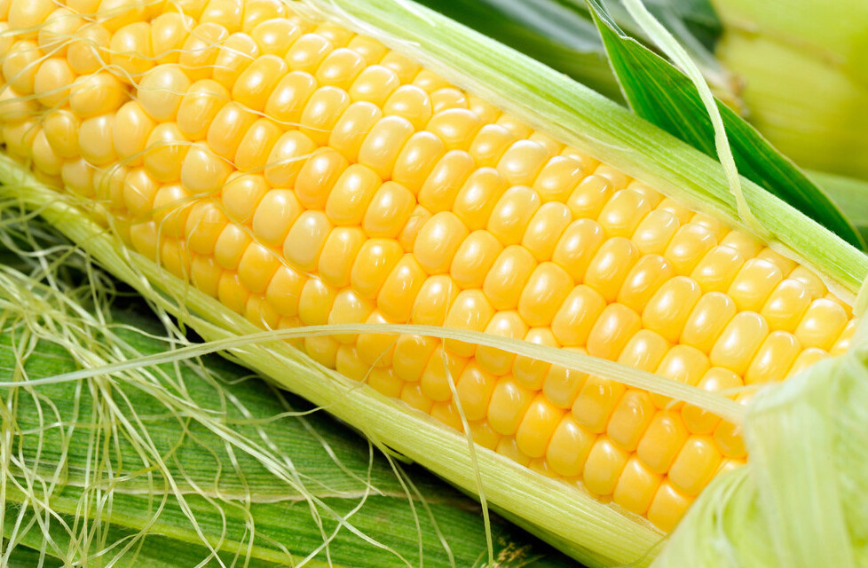 金狮王甜玉米 (农学)