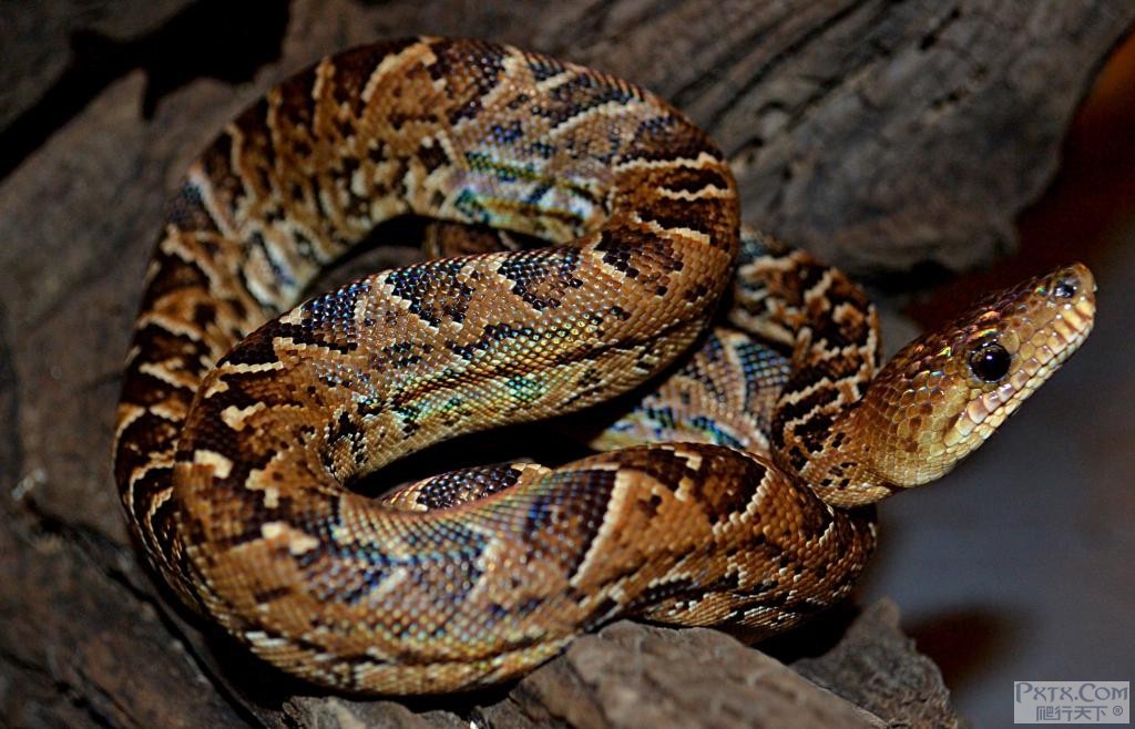 古巴林蚺 (动物)