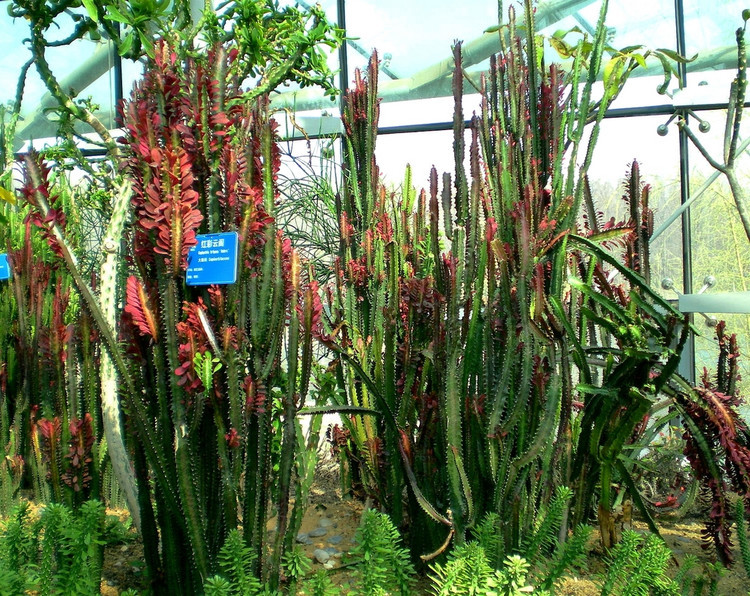 红龙骨植物