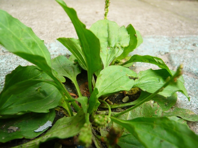 车前（植物）