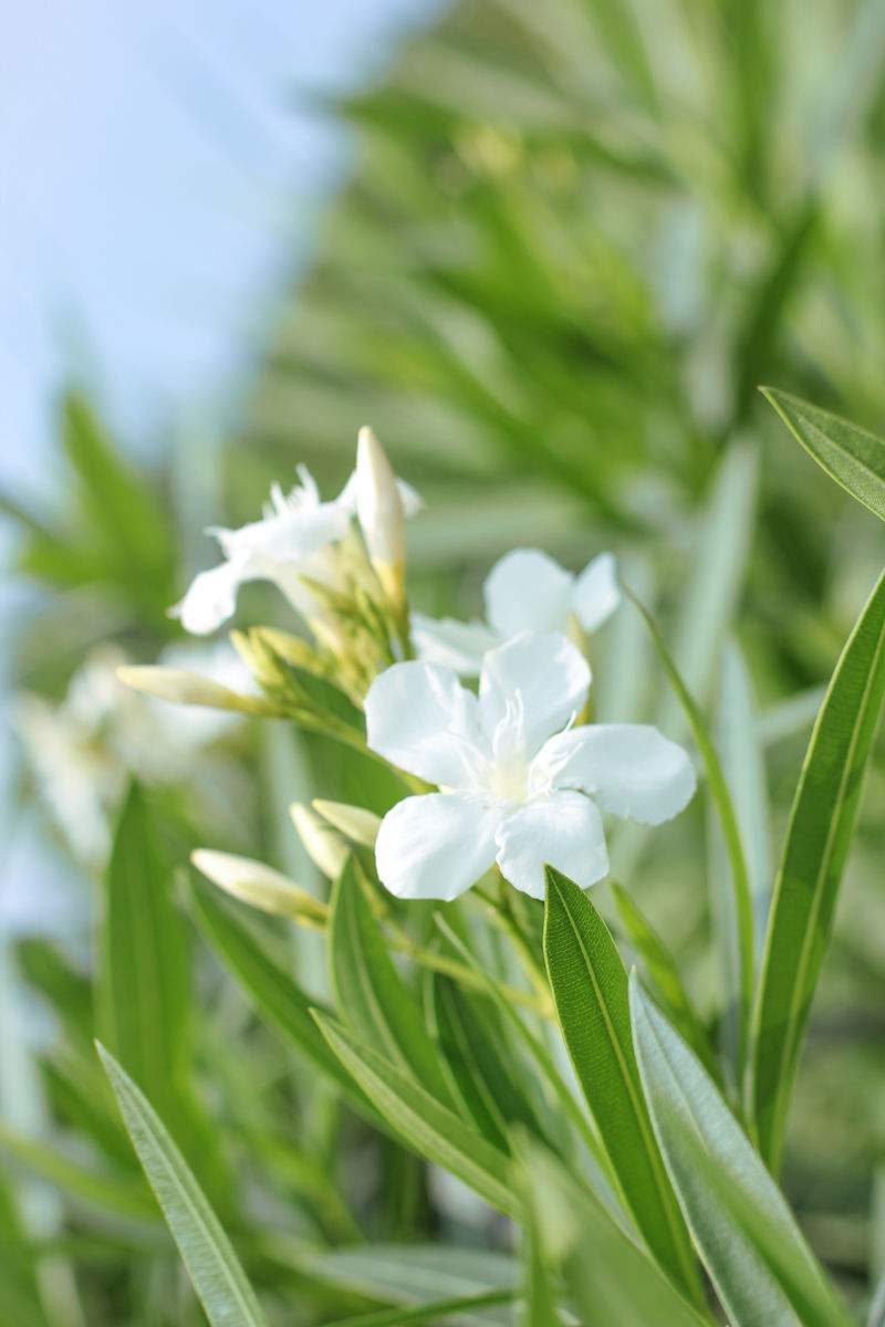 白花夾竹桃植物