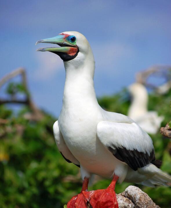 红脚鲣鸟 (动物)