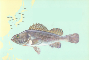 尾纹九棘鲈 (动物)