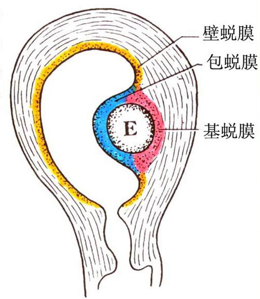 在绘图中,外胚层传统上用蓝色表示