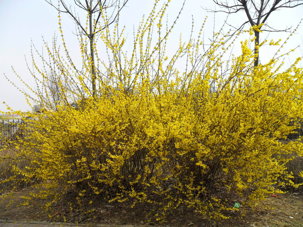 欧洲大花连翘 (植物)
