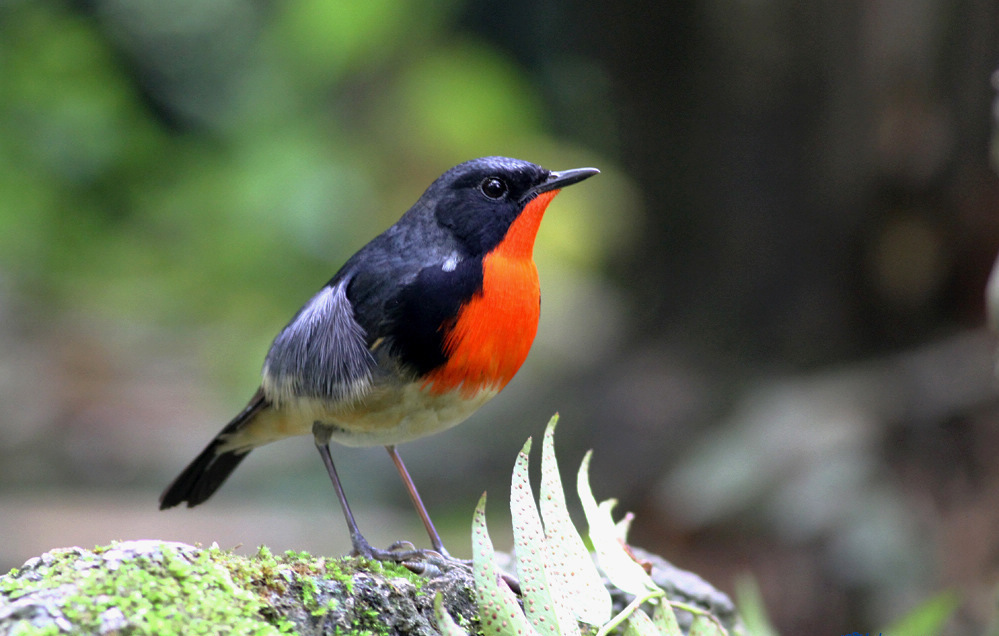 金胸歌鸲 (动物)