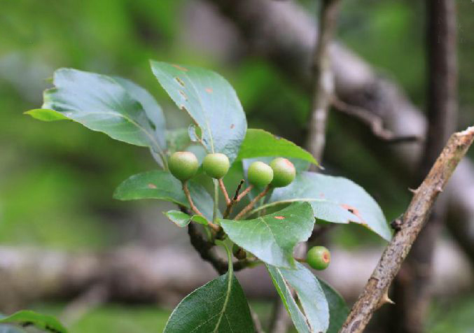 圆果花楸(植物)