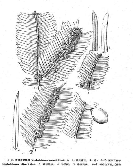 篦子三尖杉 (植物)
