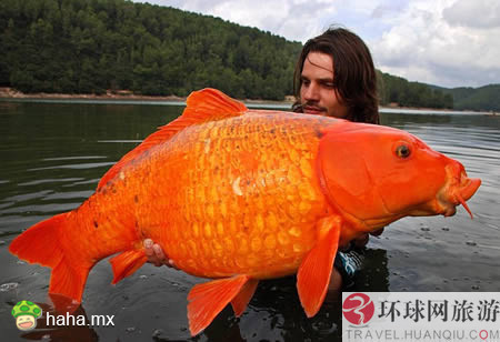 红鲤(文化人物)红鲤拉丁名:cyprinusflammans(richard