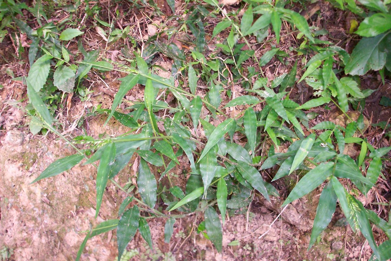 竹节蓼-药用植物花谱-图片