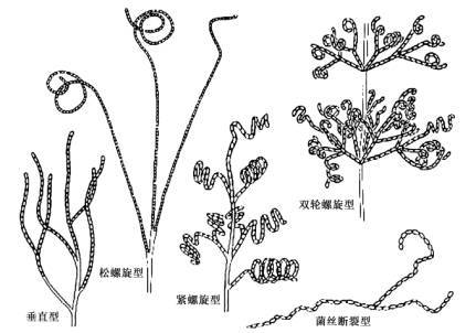 细黄链霉菌形态图片