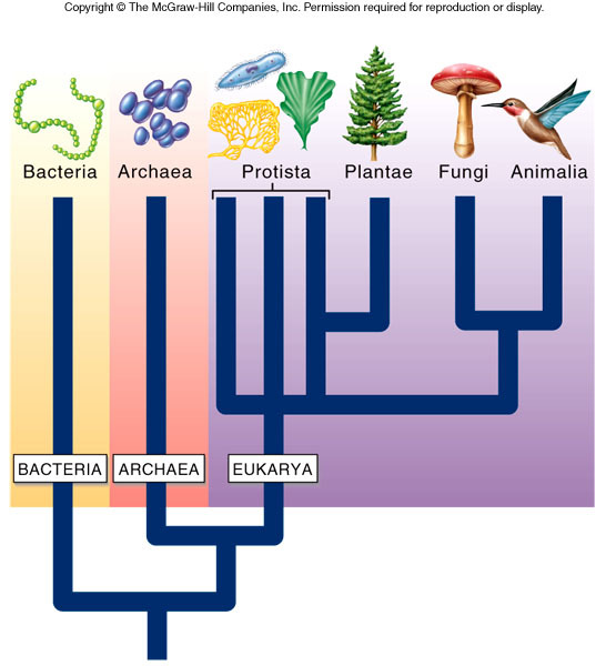 三域学说其他生物相关