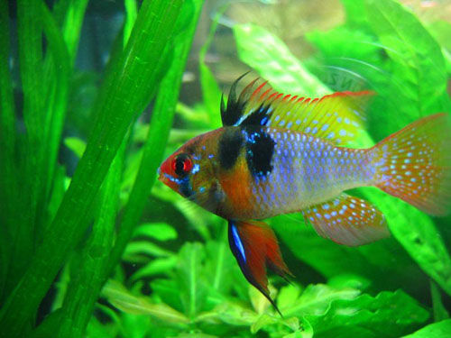 七彩凤凰鱼 (其他生物相关)
