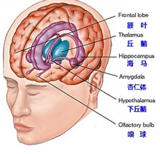 前额叶杏仁核海马体图片