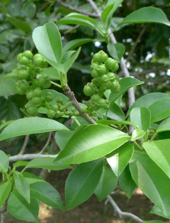 土沉香(植物)