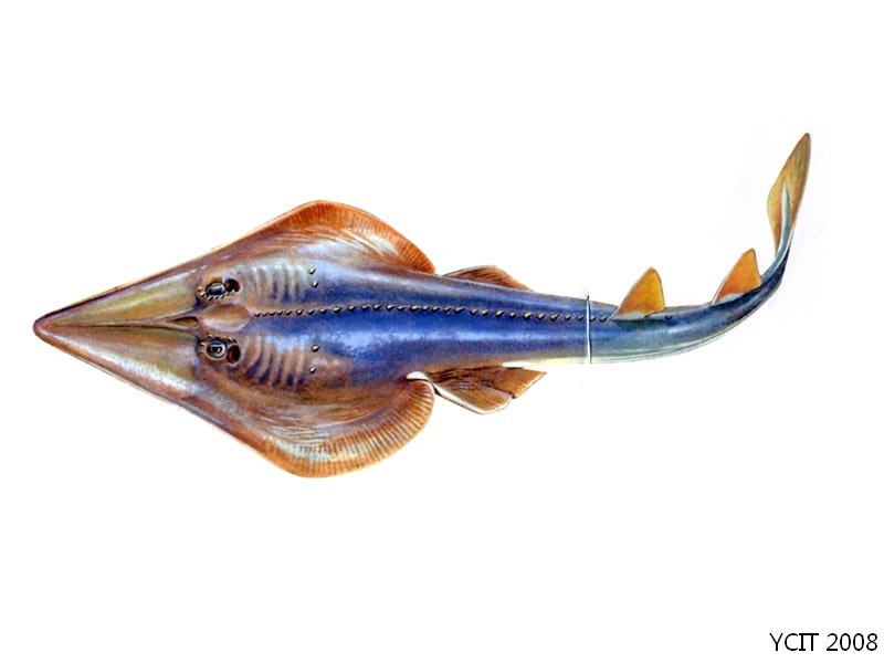 颗粒犁头鳐(动物)