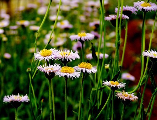 红河灯盏花(中医学与中药学)