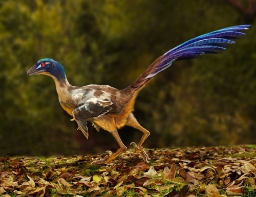 金凤鸟(动物)_技点百科