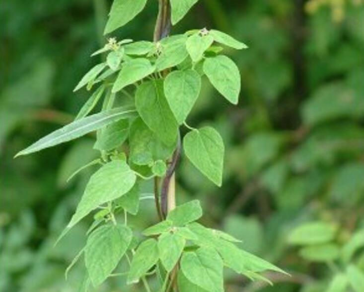 灵草(其他人物相关)