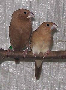 银嘴文鸟 (动物)