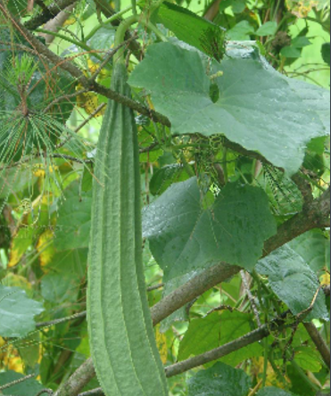 广东丝瓜(植物)_技点科普_技点网(植物)