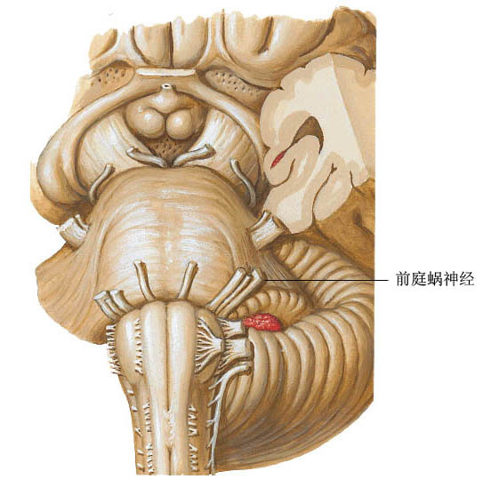 前庭蜗神经神经生物学