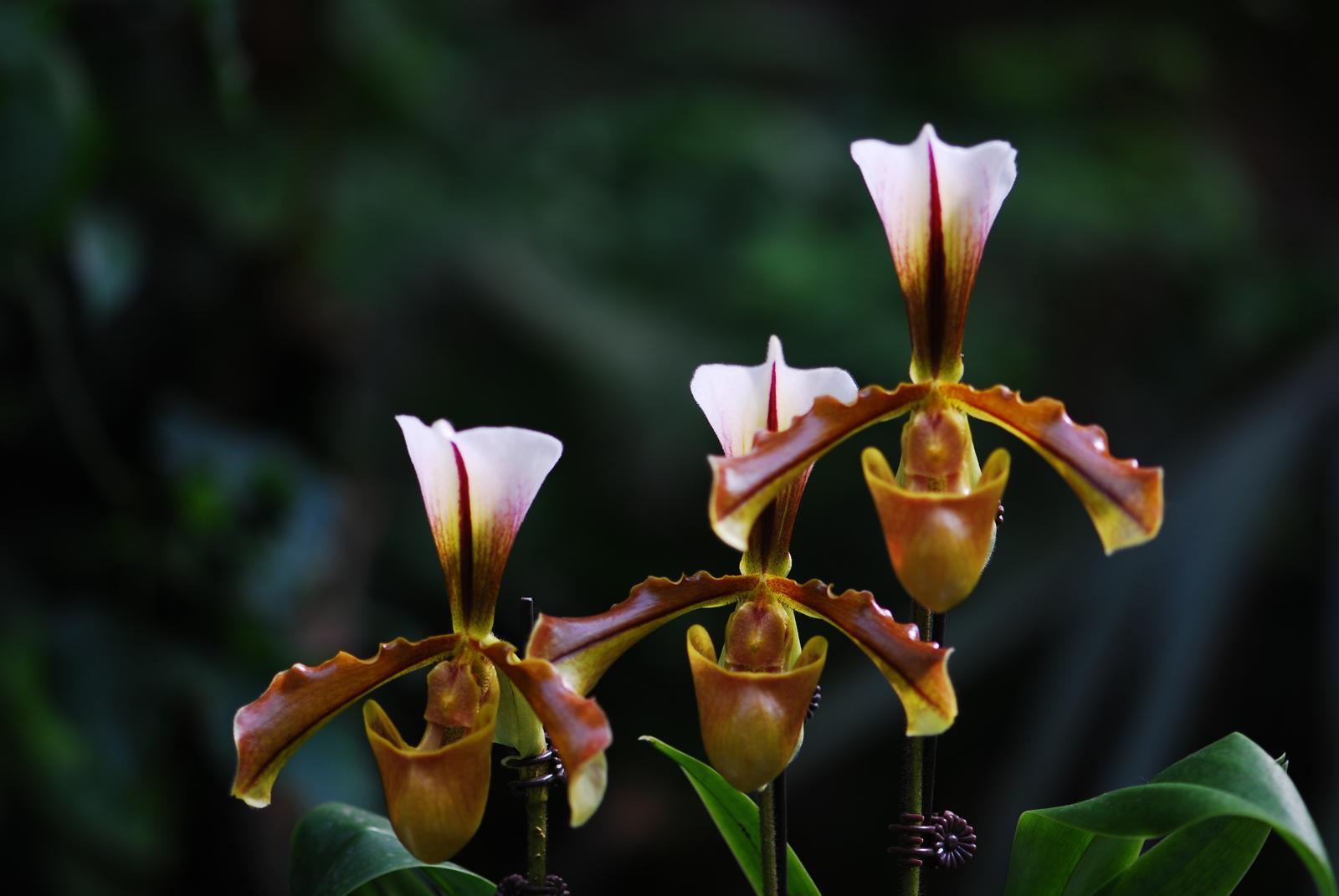 苏氏兜兰 (植物)