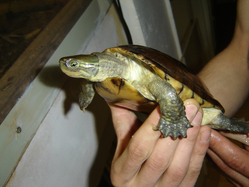 腊戍拟水龟(其他生物相关)