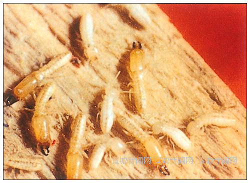 台湾乳白蚁(动物)台湾乳白蚁,coptotermesformosanus(shiraki,1909)