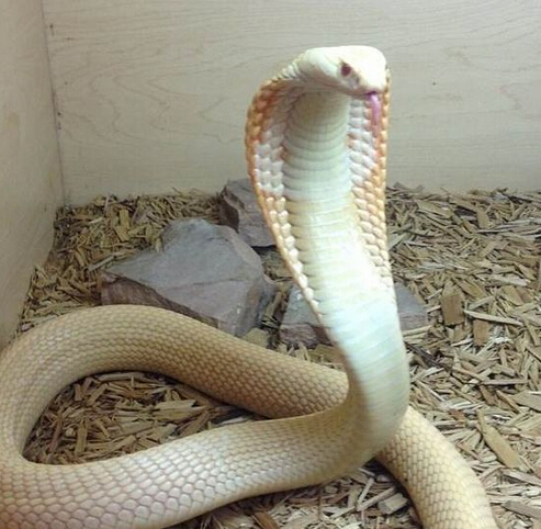 白化王蛇成体图片