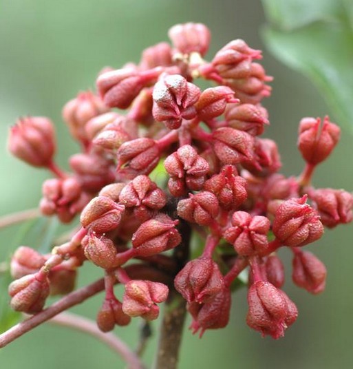 臭檀吴萸 (植物)